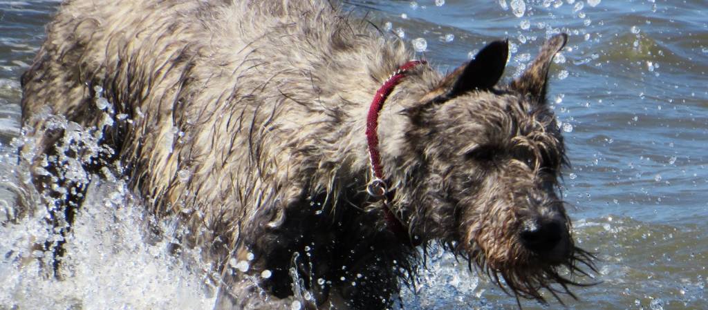 Irish Wolfhound Cuxhaven