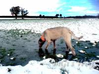 Irish Wolfhound Isobail von Theresienstein beim Winter Spaziergang