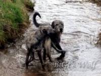 Mucha Moor`s Zacchary - der erste Irish Wolfhound Rüde in unserer Familie