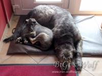 Mucha Moor`s Zacchary - der erste Irish Wolfhound Rüde in unserer Familie