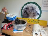 Irish Wolfhound Welpen wachsen und gedeihen
