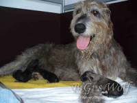 Mucha Moor`s Ireen war die erste Irish Wolfhound Hündin in unserer Familie.