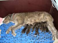 Irish Wolfhound Zucht: A-Wurf, Mucha Moor`s Ireen