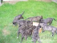 Irish Wolfhound Zucht: A-Wurf, Mucha Moor`s Ireen