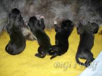 Irish Wolfhound Zucht: B-Wurf, Mucha Moor`s Ireen
